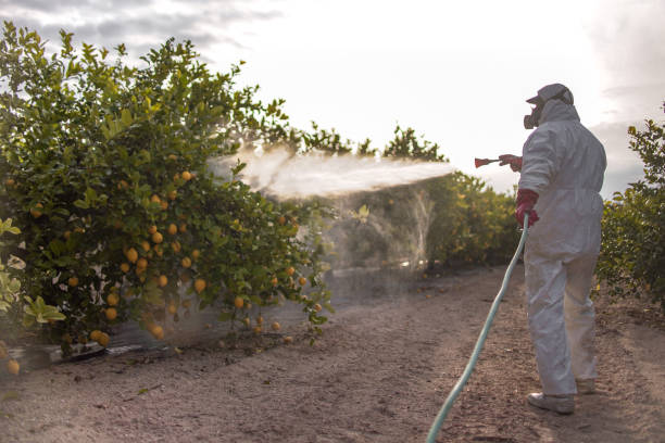 Best Mosquito Control Services  in Southside Place, TX