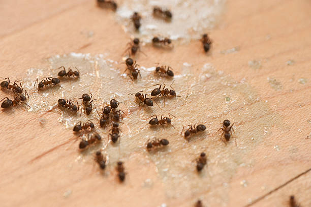 Best Pest Prevention Services  in Southside Place, TX