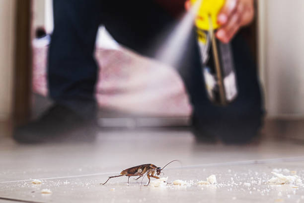 Flea Control Services in Southside Place, TX